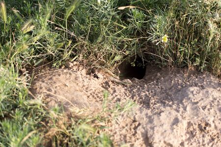 Hole on the nature of the beast