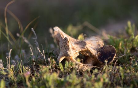 Bone horse on natureの写真素材