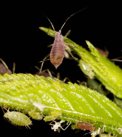 aphids on the plant. close