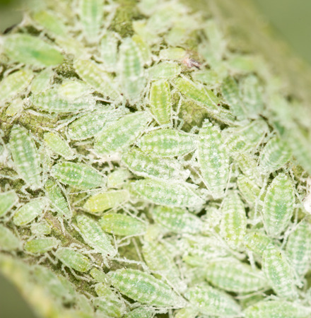 aphids on a green leaf. closeの写真素材