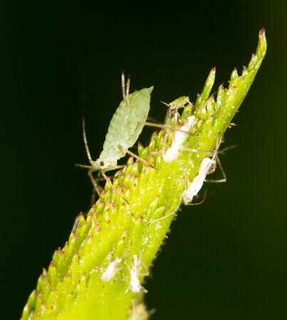 aphids on the plant. closeの写真素材