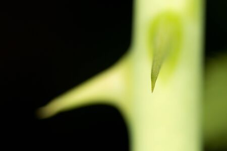 Rose thorns. closeの写真素材