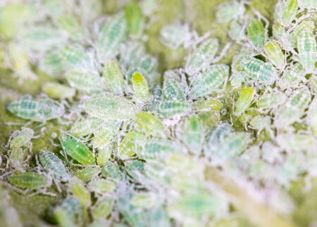 aphids on a green leaf. closeの写真素材