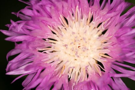 purple flower on a black background. closeの写真素材