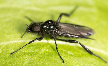 fly on a green leaf. close