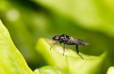 fly on a green leaf. closeの写真素材