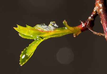 snow on the small green leaves in spring. close-upの写真素材
