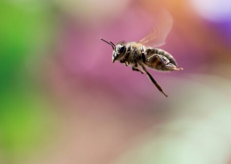 bee in flight. closeの写真素材