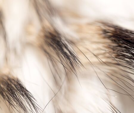 background made of natural furの写真素材