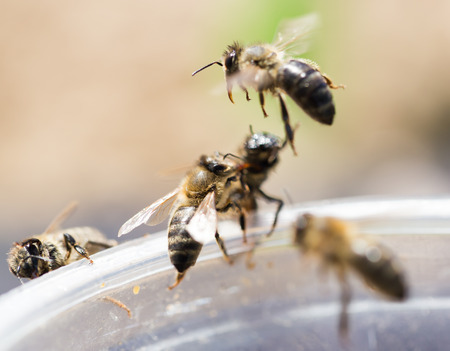 bee on a plastic cup. close
