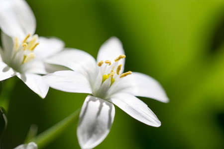 snowdrop flower in nature. closeの写真素材