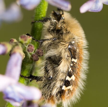 Beetle on a flower lilac. closeの写真素材