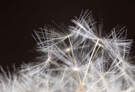 Dandelion. closeの写真素材