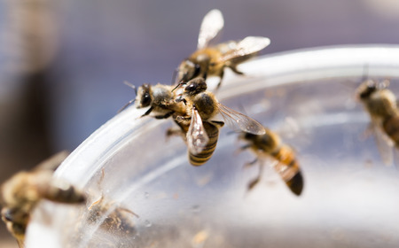 bee on a plastic cup. closeの写真素材