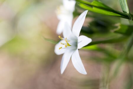 snowdrop flower in nature. close