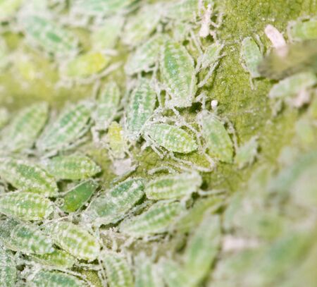 aphids on a green leaf. closeの写真素材