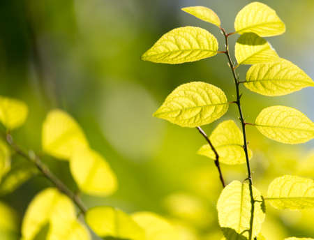 green leaves on the tree in natureの写真素材