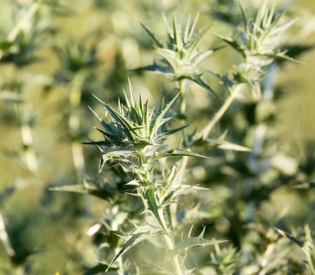 prickly plant in natureの写真素材
