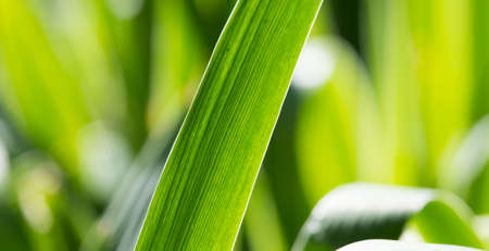 background of green leaves of grass
