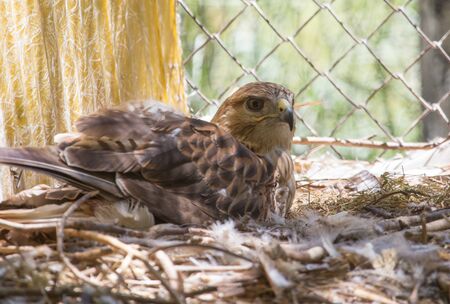 Hawkの写真素材