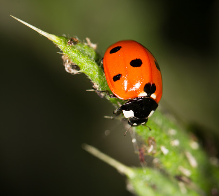 Ladybird on nature. 