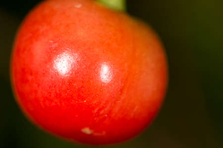 Cherry. の写真素材