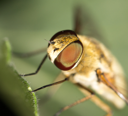 fly in nature. closeの写真素材