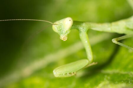 Green mantis in the nature. closeの写真素材
