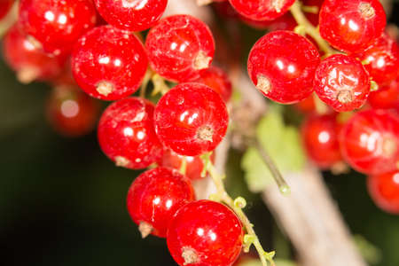 close-up of a red currant in the fruit garden
