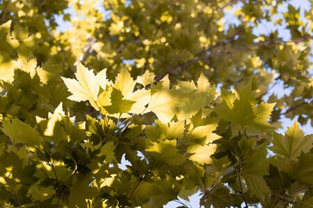 Beautiful maple leaves in nature
