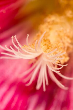 pollen in flower. closeの写真素材