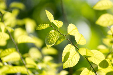 green leaves on the tree in natureの写真素材