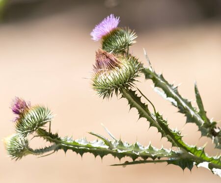 prickly plant in natureの写真素材