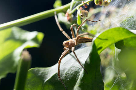 Spider in nature. marcoの写真素材