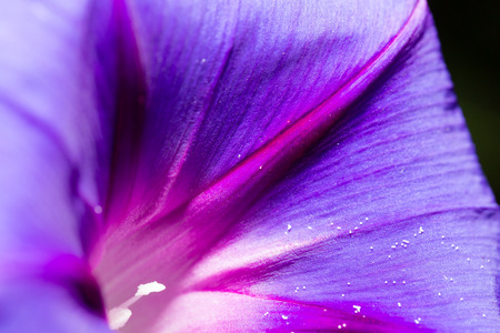 purple flower. close