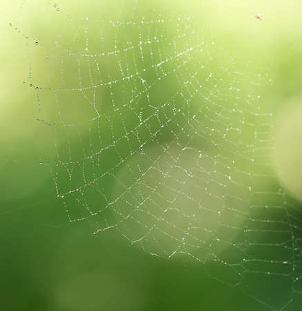 water droplets on a spider web in natureの写真素材