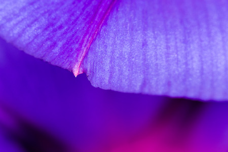 purple flower. closeの写真素材