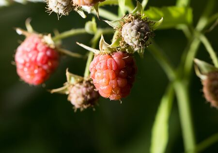 raspberries in the garden in nature