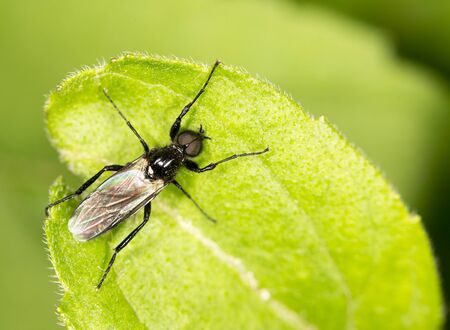black fly on a green leaf. close-upの写真素材
