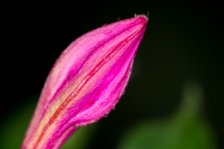red flower in natureの写真素材