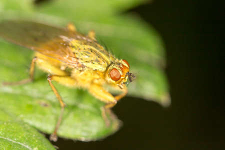 fly in nature. close-upの写真素材
