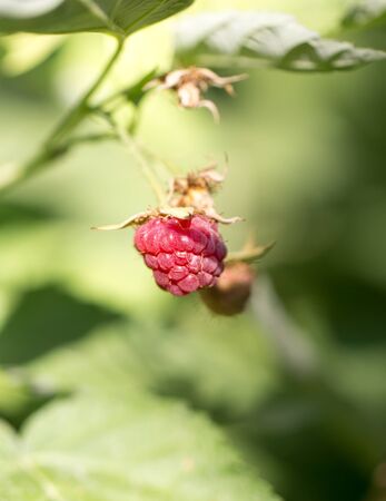 ripe raspberries in natureの写真素材