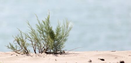 plant in the sand on the shoreの写真素材