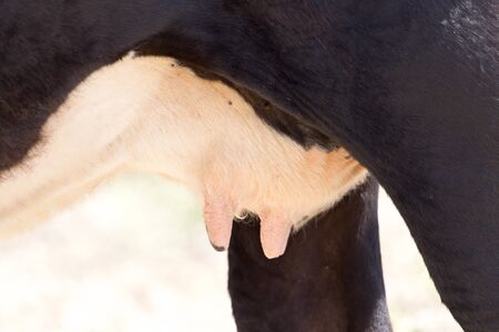cow's udder
