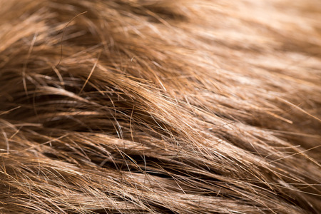 background Hairの写真素材