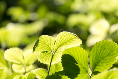 strawberry leaves in nature
