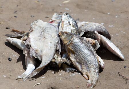 salted fish on the ground
