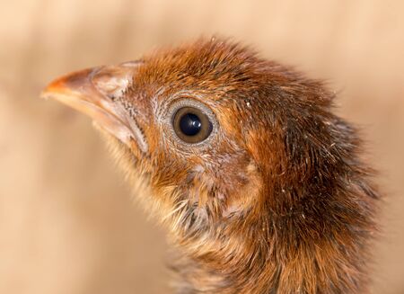 small chickenの写真素材