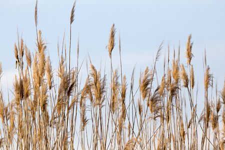 dry reeds in natureの写真素材