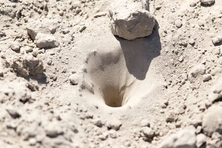 insect traps in the sand